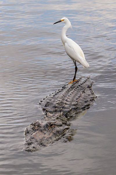 Jones, Adam 아티스트의 Snowy Egret riding on top of American alligator-Florida작품입니다.